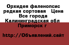 Орхидея фаленопсис редкая сортовая › Цена ­ 800 - Все города  »    . Калининградская обл.,Приморск г.